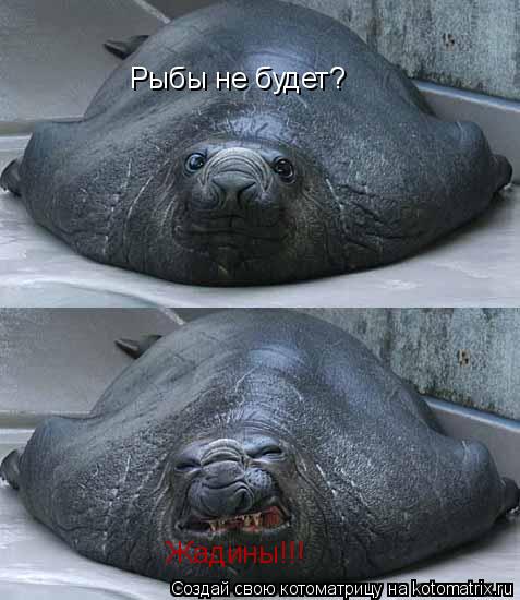 Рыбы не будет? Жадины!!!... Котоматрица: Рыбы не будет? Жадины!!!