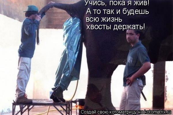 А то так и будешь всю жизнь хвосты держать! Учись, пока я жив!... Котоматрица: А то так и будешь всю жизнь хвосты держать! Учись, пока я жив!