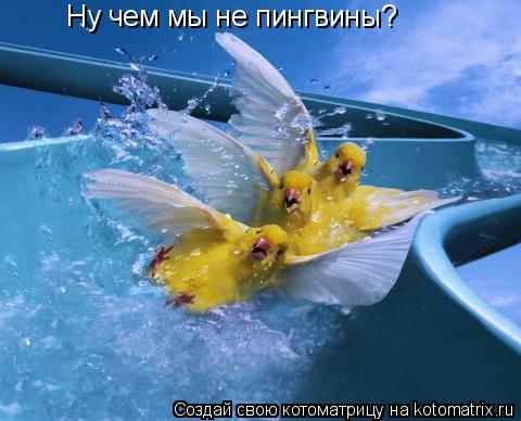 Ну чем мы не пингвины?... Котоматрица: Ну чем мы не пингвины?