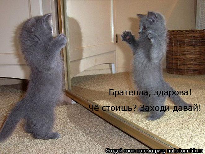 Брателла, здарова! Чё стоишь? Заходи давай!... Котоматрица: Брателла, здарова! Чё стоишь? Заходи давай!
