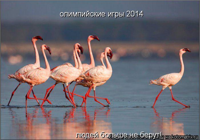 олимпийские игры 2014 людей больше не берут!... Котоматрица: олимпийские игры 2014 людей больше не берут!