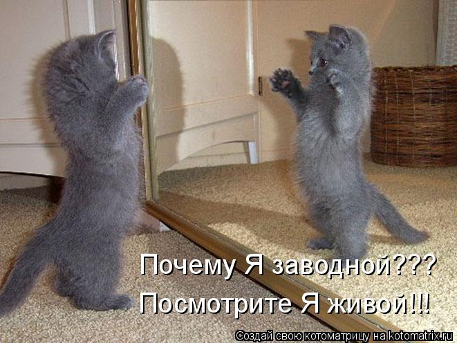 Почему Я заводной??? Посмотрите Я живой!!!... Котоматрица: Почему Я заводной??? Посмотрите Я живой!!!
