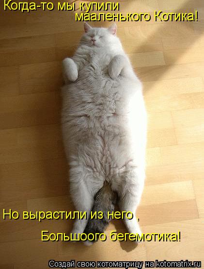 Но вырастили из него , Большоого бегемотика! Когда-то мы купили мааленького Котика!... Котоматрица: Но вырастили из него , Большоого бегемотика! Когда-то мы купили мааленького Котика!