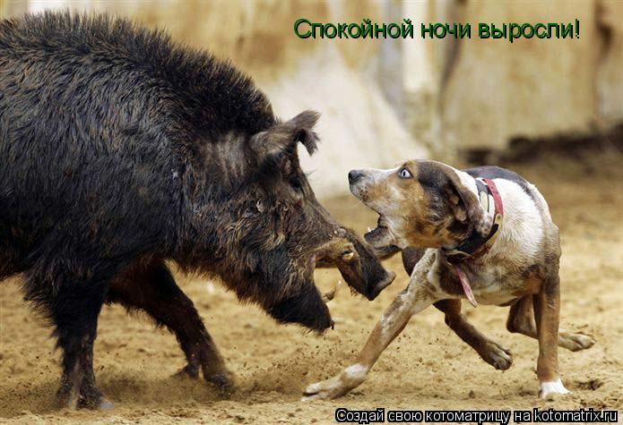 Cпокойной ночи выросли!... Котоматрица: Cпокойной ночи выросли!