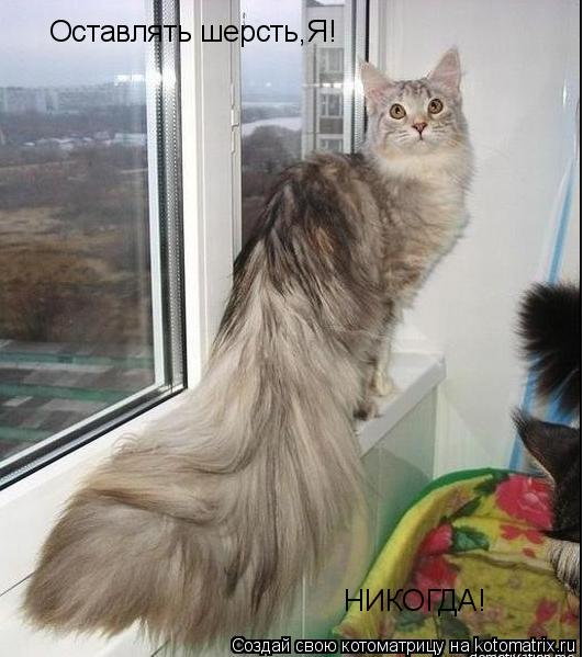 Оставлять шерсть,Я! Оставлять шерсть,Я! НИКОГДА!... Котоматрица: Оставлять шерсть,Я! Оставлять шерсть,Я! НИКОГДА!