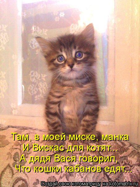 Там, в моей миске, манка И Вискас для котят... А дядя Вася говорил, Что кошки кабанов едят...... Котоматрица: Там, в моей миске, манка И Вискас для котят... А дядя Вася говорил, Что кошки кабанов едят...
