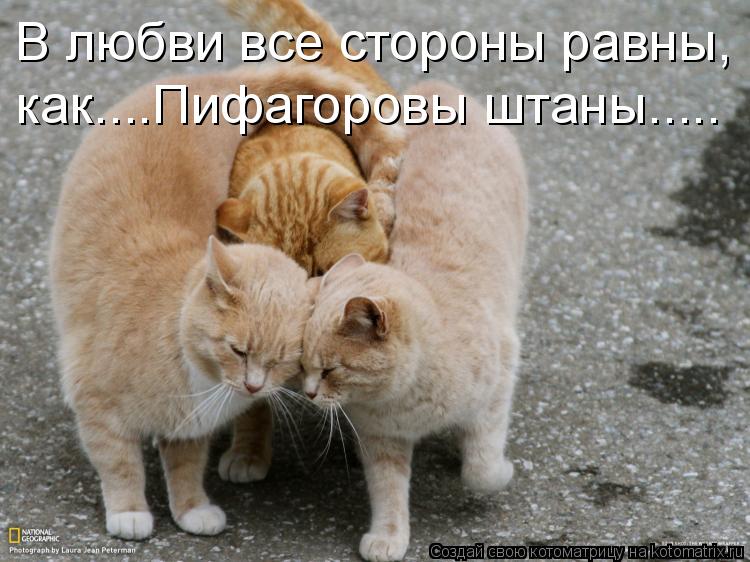 В любви все стороны равны, как....Пифагоровы штаны........ Котоматрица: В любви все стороны равны, как....Пифагоровы штаны.....
