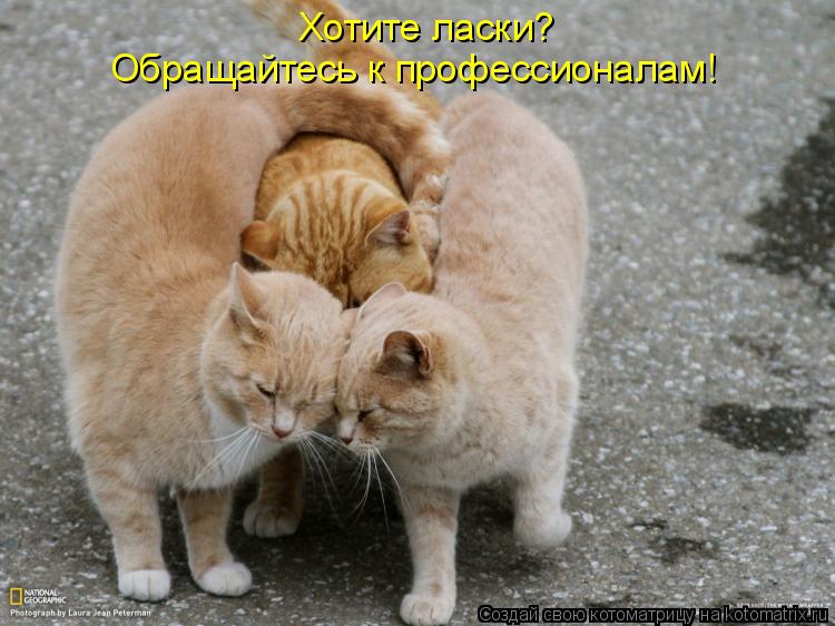 Хотите ласки? Обращайтесь к профессионалам!... Котоматрица: Хотите ласки? Обращайтесь к профессионалам!