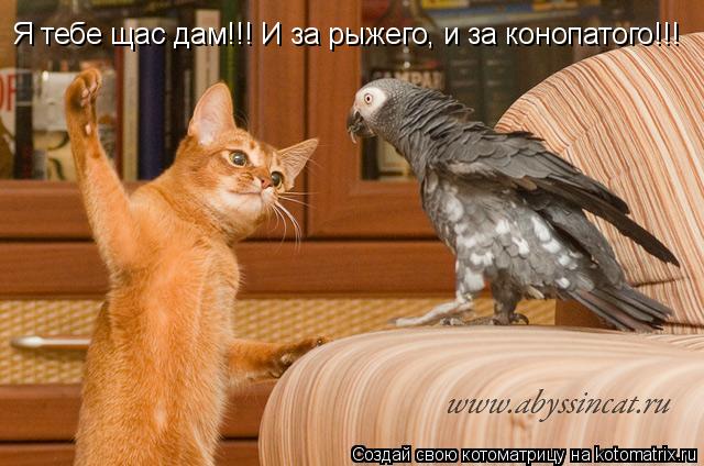 Я тебе щас дам!!! И за рыжего, и за конопатого!!!... Котоматрица: Я тебе щас дам!!! И за рыжего, и за конопатого!!!