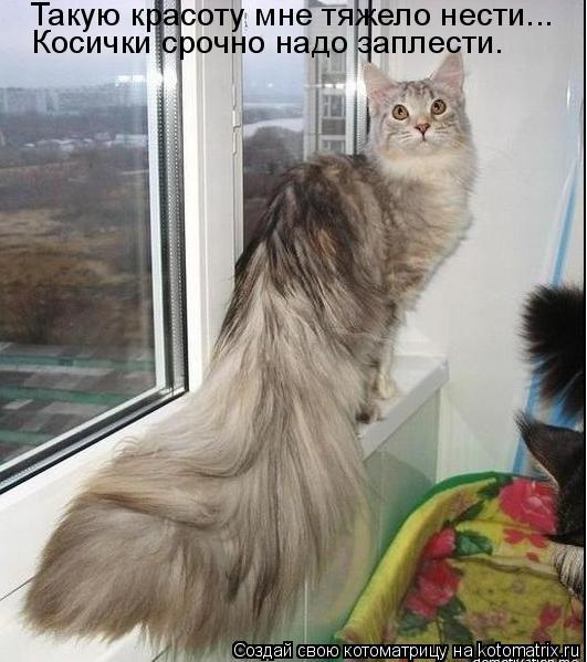 Такую красоту мне тяжело нести... Такую красоту мне тяжело нести... Косички срочно надо заплести.... Котоматрица: Такую красоту мне тяжело нести... Такую красоту мне тяжело нести... Косички срочно надо заплести.