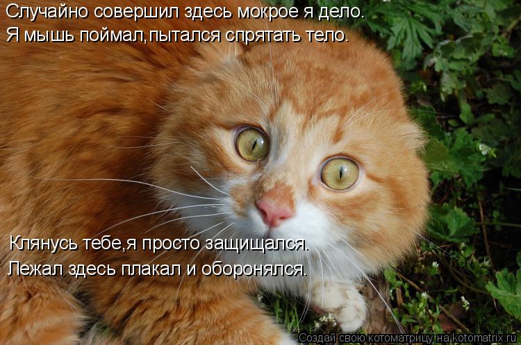 Случайно совершил здесь мокрое я дело. Я мышь поймал,пытался спрятать тело. Клянусь тебе,я просто защ... Котоматрица: Случайно совершил здесь мокрое я дело. Я мышь поймал,пытался спрятать тело. Клянусь тебе,я просто защищался. Лежал здесь плакал и оборонялс
