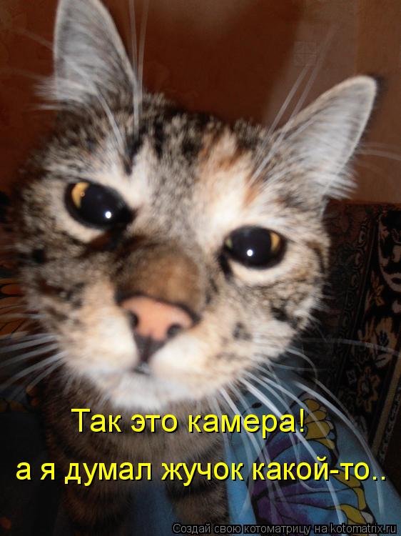 Так это камера! а я думал жучок какой-то..... Котоматрица: Так это камера! а я думал жучок какой-то..