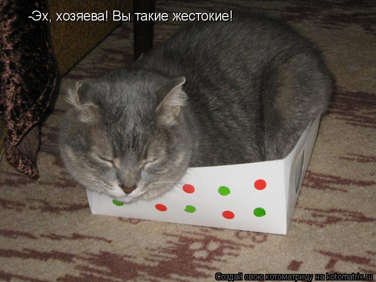 -Эх, хозяева! Вы такие жестокие!... Котоматрица: -Эх, хозяева! Вы такие жестокие!