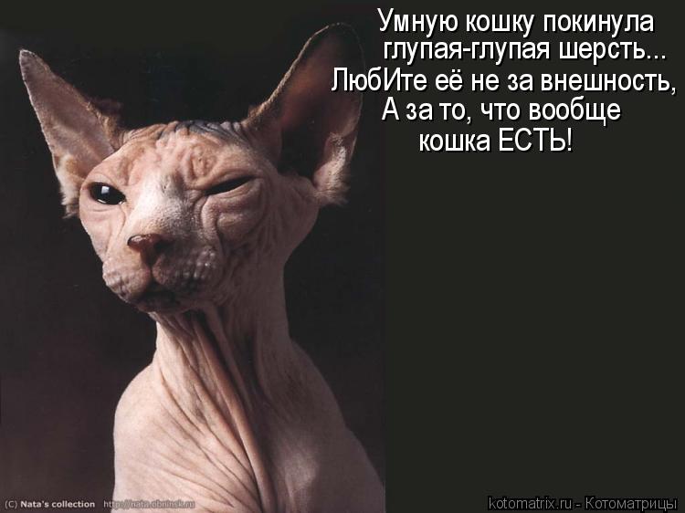Умную кошку покинула глупая-глупая шерсть... ЛюбИте её не за внешность, А за то, что вообще кошка ЕС... Котоматрица: Умную кошку покинула глупая-глупая шерсть... ЛюбИте её не за внешность, А за то, что вообще кошка ЕСТЬ!