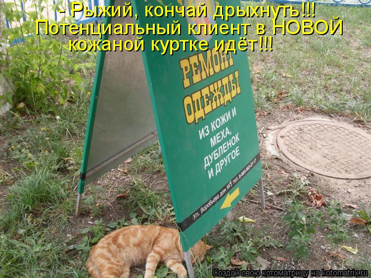 - Рыжий, кончай дрыхнуть!!! Потенциальный клиент в НОВОЙ кожаной куртке идёт!!!... Котоматрица: - Рыжий, кончай дрыхнуть!!! Потенциальный клиент в НОВОЙ кожаной куртке идёт!!!