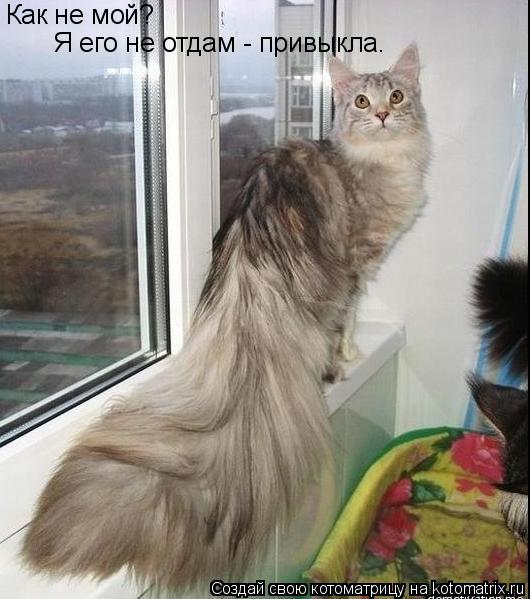 Как не мой? Я его не отдам - привыкла.... Котоматрица: Как не мой? Я его не отдам - привыкла.