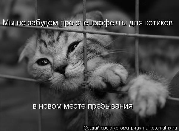 Мы не забудем про спецэффекты для котиков в новом месте пребывания... Котоматрица: Мы не забудем про спецэффекты для котиков в новом месте пребывания