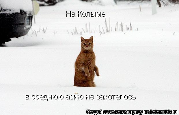 Котоматрица: На Колыме в среднюю азию не захотелось