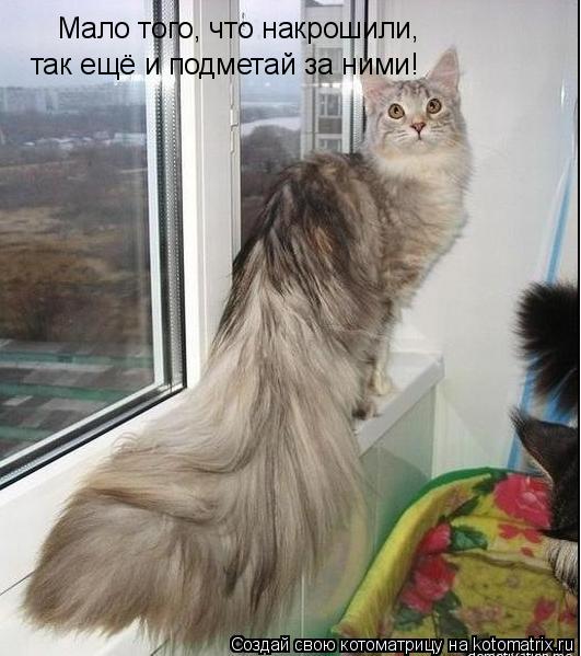 Котоматрица: Мало того, что накрошили,  так ещё и подметай за ними так ещё и подметай за ними!