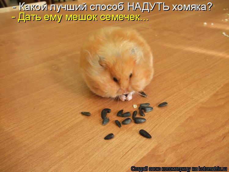 - Какой лучший способ НАДУТЬ хомяка? - Дать ему мешок семечек...... Котоматрица: - Какой лучший способ НАДУТЬ хомяка? - Дать ему мешок семечек...