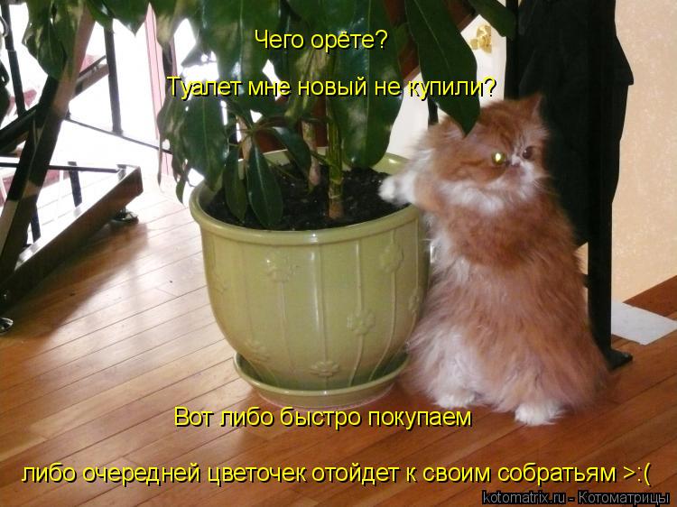 Котоматрица: Чего орёте? Туалет мне новый не купили? Вот либо быстро покупаем  либо очередней цветочек отойдет к своим собратьям >:(