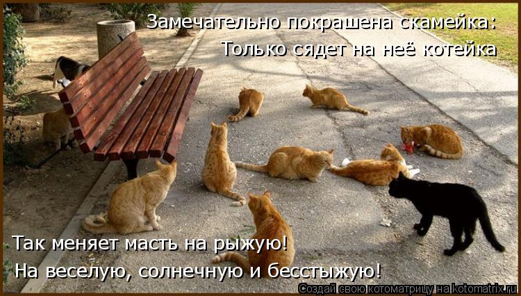 На веселую, солнечную и бесстыжую! Так меняет масть на рыжую! Только сядет на неё котейка Замечательн... Котоматрица: На веселую, солнечную и бесстыжую! Так меняет масть на рыжую! Только сядет на неё котейка Замечательно покрашена скамейка: