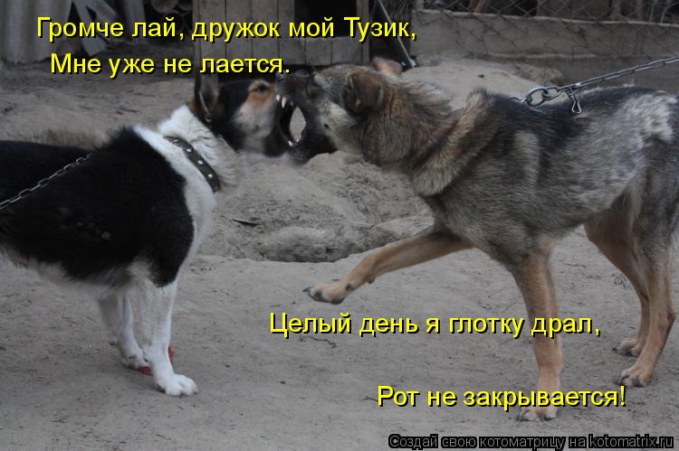 Громче лай, дружок мой Тузик, Мне уже не лается. Целый день я глотку драл, Рот не закрывается!... Котоматрица: Громче лай, дружок мой Тузик, Мне уже не лается. Целый день я глотку драл, Рот не закрывается!