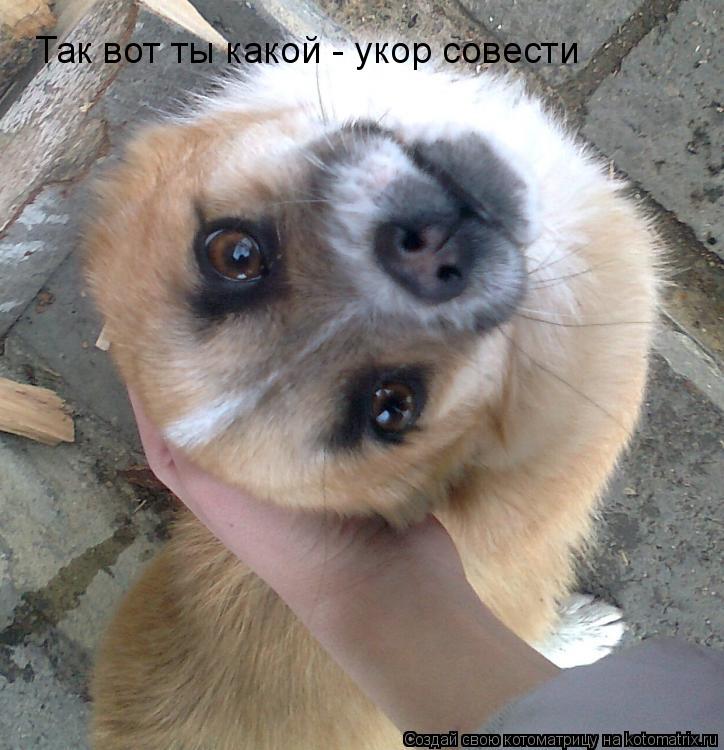 Так вот ты какой - укор совести... Котоматрица: Так вот ты какой - укор совести