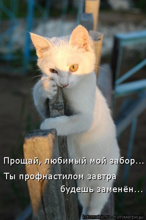 Прощай, любимый мой забор... Ты профнастилом завтра будешь заменён...... Котоматрица: Прощай, любимый мой забор... Ты профнастилом завтра будешь заменён...