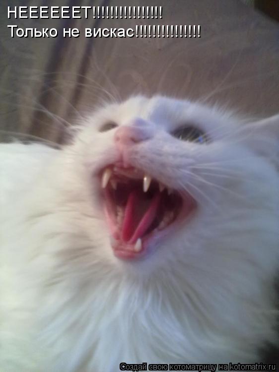 Котоматрица: НЕЕЕЕЕЕТ!!!!!!!!!!!!!!!! Только не вискас!!!!!!!!!!!!!!!