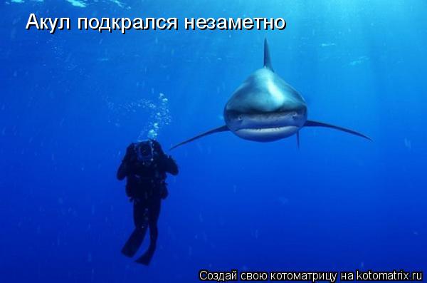Котоматрица: Акул подкрался незаметно