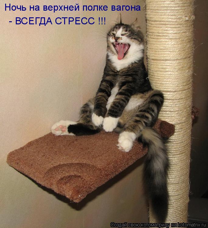 Ночь на верхней полке вагона - ВСЕГДА СТРЕСС !!!... Котоматрица: Ночь на верхней полке вагона - ВСЕГДА СТРЕСС !!!