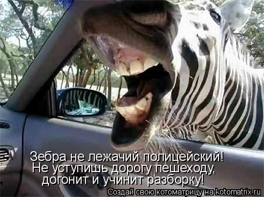 Зебра не лежачий полицейский! Не уступишь дорогу пешеходу, догонит и учинит разборку!... Котоматрица: Зебра не лежачий полицейский! Не уступишь дорогу пешеходу, догонит и учинит разборку!