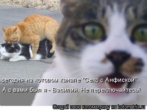сегодня на котовом канале "Секс с Анфиской". А с вами был я - Василий. Не переключайтесь!... Котоматрица: сегодня на котовом канале "Секс с Анфиской". А с вами был я - Василий. Не переключайтесь!