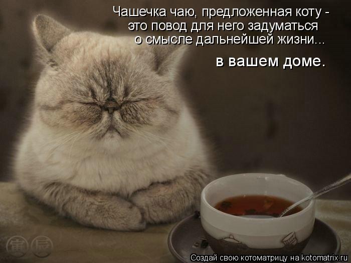Котоматрица: Чашечка чаю, предложенная коту - это повод для него задуматься  о смысле дальнейшей жизни...  в вашем доме.
