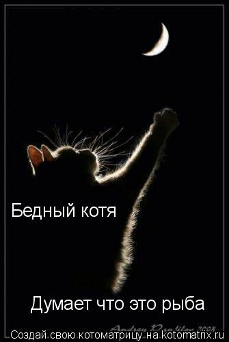 Бедный котя Думает что это рыба... Котоматрица: Бедный котя Думает что это рыба