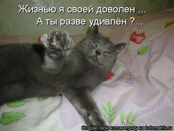 Жизнью я своей доволен ... А ты разве удивлён ?...... Котоматрица: Жизнью я своей доволен ... А ты разве удивлён ?...