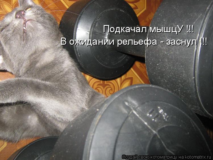 Подкачал мышцУ !!! В ожидании рельефа - заснул !!!... Котоматрица: Подкачал мышцУ !!! В ожидании рельефа - заснул !!!