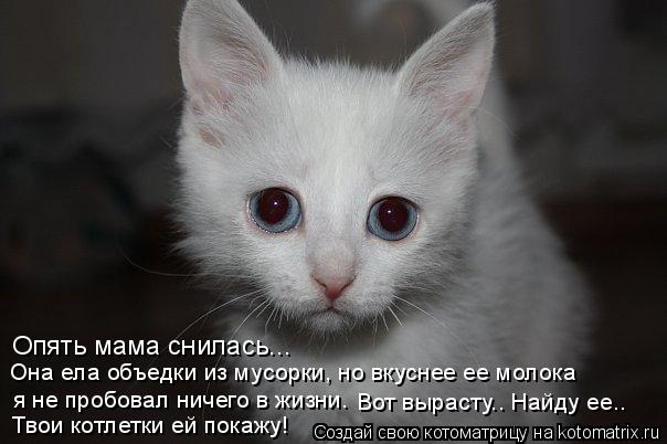 Опять мама снилась... Она ела объедки из мусорки, но вкуснее ее молока я не пробовал ничего в жизни. ... Котоматрица: Опять мама снилась... Она ела объедки из мусорки, но вкуснее ее молока я не пробовал ничего в жизни. Вот вырасту.. Найду ее.. Твои котлетки ей п