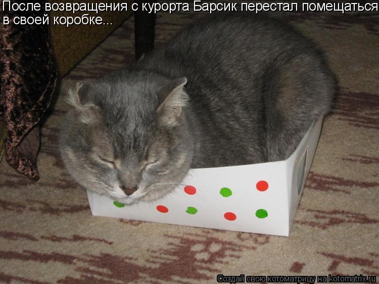 После возвращения с курорта Барсик перестал помещаться в своей коробке...... Котоматрица: После возвращения с курорта Барсик перестал помещаться в своей коробке...
