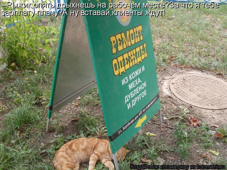 --Рыжик,опять дрыхнешь на рабочем месте?За что я тебе зарплату плачу?А ну вставай,клиенты ждут!... Котоматрица: --Рыжик,опять дрыхнешь на рабочем месте?За что я тебе зарплату плачу?А ну вставай,клиенты ждут!