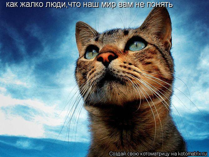 как жалко люди,что наш мир вам не понять... Котоматрица: как жалко люди,что наш мир вам не понять