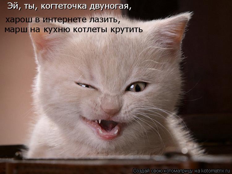 харош в интернете лазить, марш на кухню котлеты крутить Эй, ты, когтеточка двуногая,... Котоматрица: харош в интернете лазить, марш на кухню котлеты крутить Эй, ты, когтеточка двуногая,