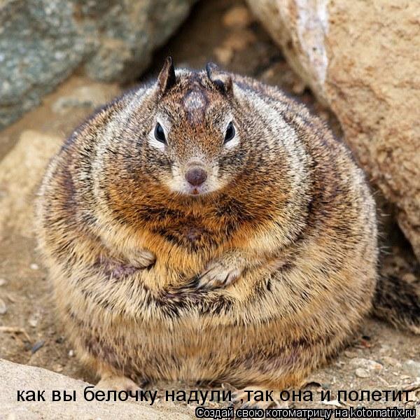 как вы белочку надули ,так она и полетит... Котоматрица: как вы белочку надули ,так она и полетит