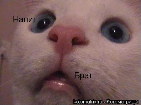 Налил ... Брат...... Котоматрица: Налил ... Брат...