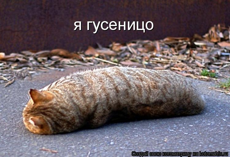 Котоматрица: я гусеницо