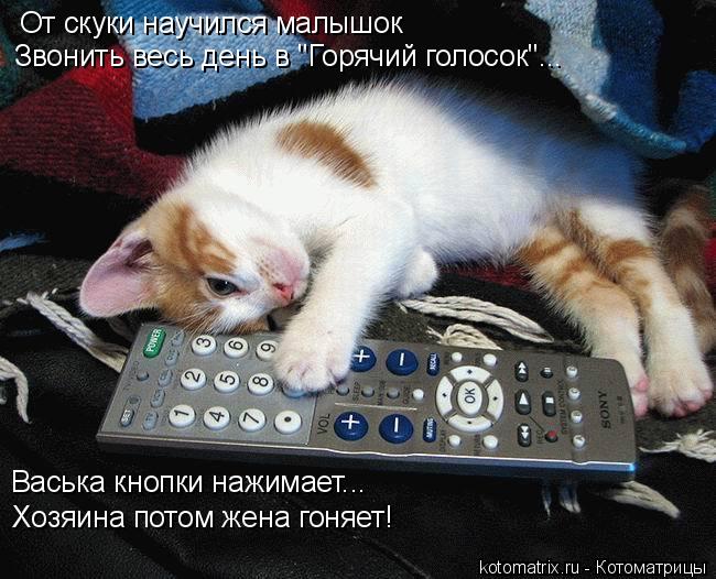 Котоматрица: От скуки научился малышок Звонить весь день в "Горячий голосок"... Васька кнопки нажимает... Хозяина потом жена гоняет!