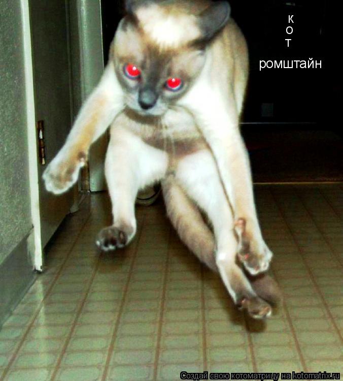 Котоматрица: к о т ромштайн