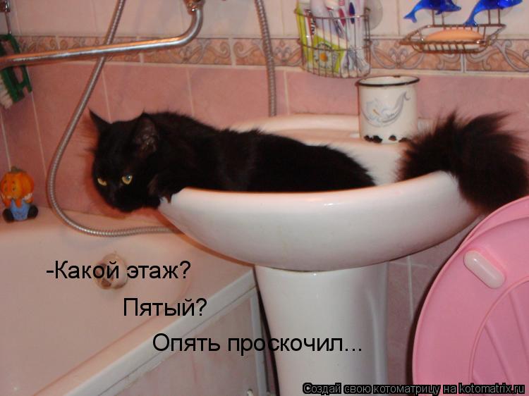 Котоматрица: -Какой этаж? Пятый? Опять проскочил...