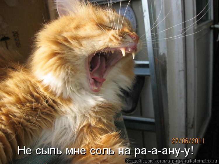 Котоматрица: Не сыпь мне соль на ра-а-ану-у!